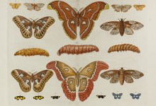 The Collectors: A Life in Lepidoptera Exhibit Open