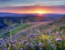 Chasing the Superbloom: New Map Helps Campers Time Wildflower Trips