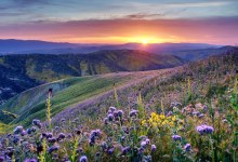 Chasing the Superbloom: New Map Helps Campers Time Wildflower Trips