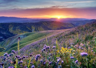 Chasing the Superbloom: New Map Helps Campers Time Wildflower Trips