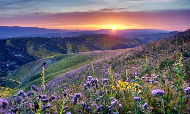 Chasing the Superbloom: New Map Helps Campers Time Wildflower Trips