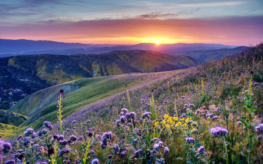 Chasing the Superbloom: New Map Helps Campers Time Wildflower Trips