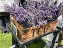 Santa Barbara Lavender Festival
