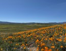 Carrizo Plain in Superbloom as BLM Leadership Change Looms
