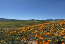 Carrizo Plain in Superbloom as BLM Leadership Change Looms