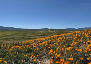Carrizo Plain in Superbloom as BLM Leadership Change Looms