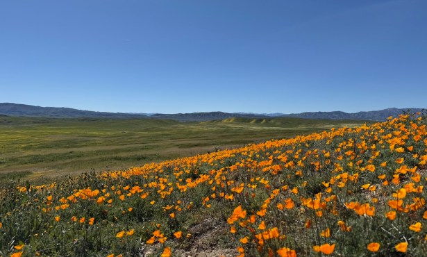 Carrizo Plain in Superbloom as BLM Leadership Change Looms
