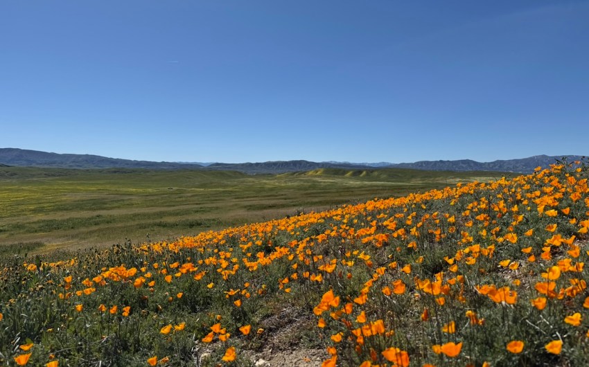Carrizo Plain in Superbloom as BLM Leadership Change Looms