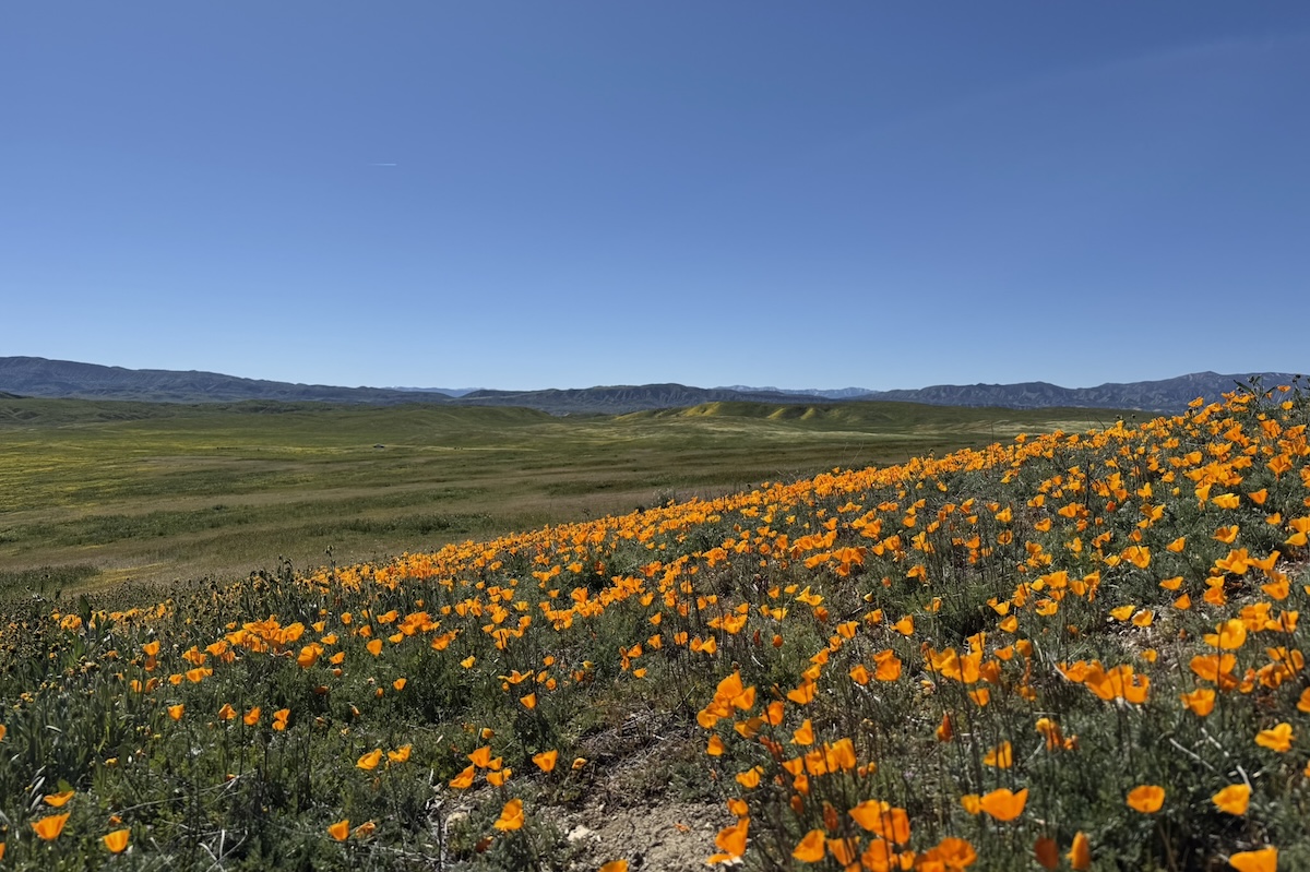 Carrizo Plain in Superbloom as BLM Leadership Change Looms