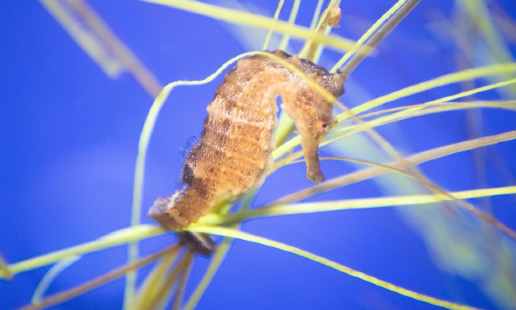 Seahorses Return to the Sea Center     