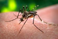 Santa Barbara Seeing Unseasonably High Number of Mosquito Complaints This Winter