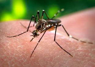 Santa Barbara Seeing Unseasonably High Number of Mosquito Complaints This Winter