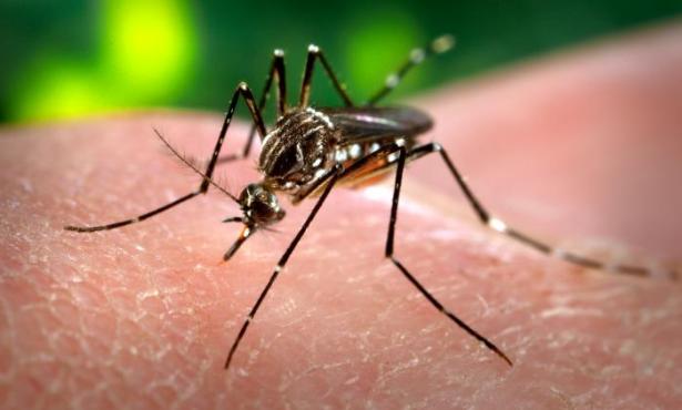 Santa Barbara Seeing Unseasonably High Number of Mosquito Complaints This Winter