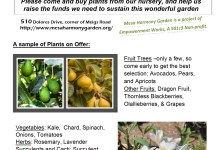 Mesa Harmony Garden Spring Plant Sale