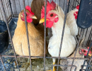 Santa Barbara County Animal Services Seizes 58 Birds in Lompoc Cockfighting Investigation