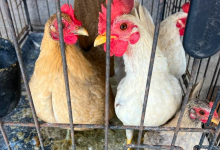 Santa Barbara County Animal Services Seizes 58 Birds in Lompoc Cockfighting Investigation
