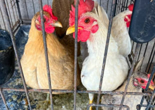 Santa Barbara County Animal Control Seizes 58 Birds in Lompoc Cockfighting Investigation