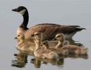 Canada Geese Find Their Santa Barbara Home