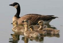 Canada Geese Find Their Santa Barbara Home