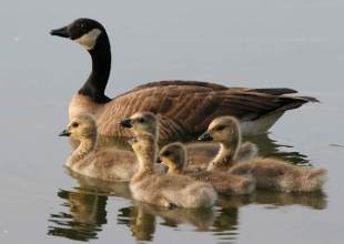Canadian Geese Find Their Santa Barbara Home