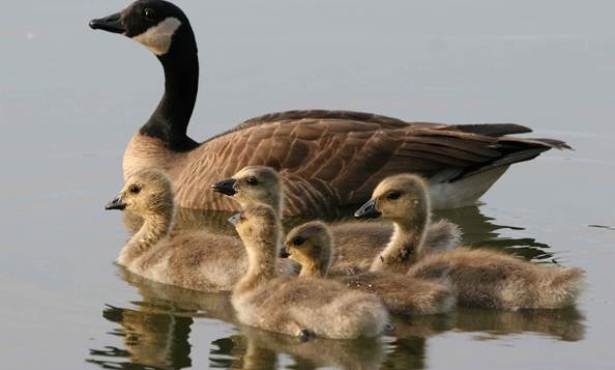 Canadian Geese Find Their Santa Barbara Home