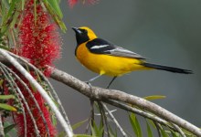 Spring Birding Classes with Sophie Cameron