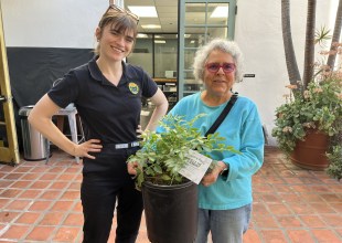 Hear, Ye! Hear, Ye! Get Your Free Tree! 