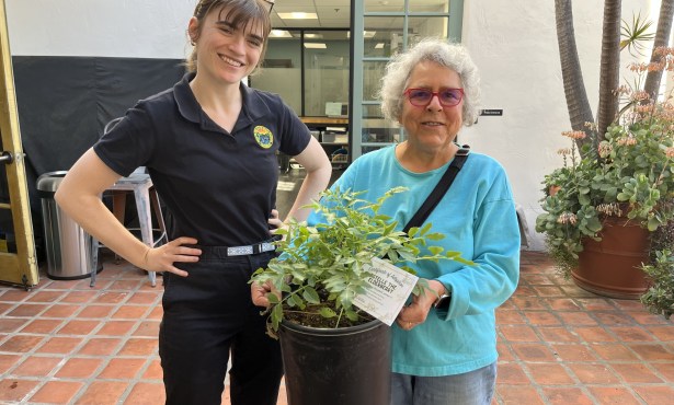 Hear Ye! Hear Ye! Get Your Free Tree! 