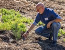 Santa Barbara Botanic Garden Gets New Grove of Ultra-Rare Pines
