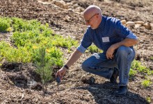 Santa Barbara Botanic Garden Gets New Grove of Ultra-Rare Pines