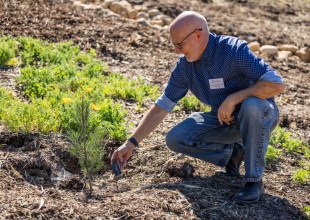 Santa Barbara Botanic Garden Gets New Grove of Ultra-Rare Pines