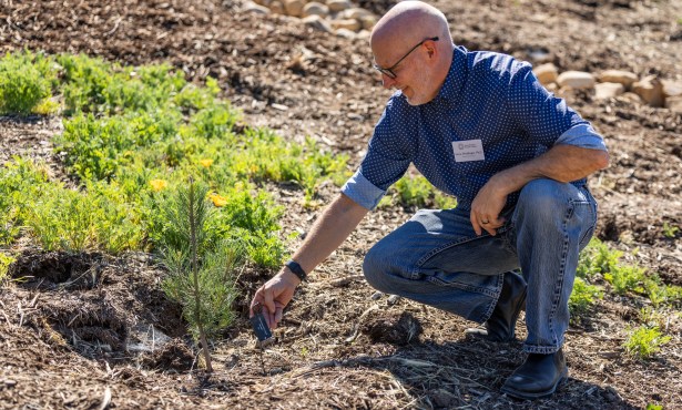 Santa Barbara Botanic Garden Gets New Grove of Ultra-Rare Pines