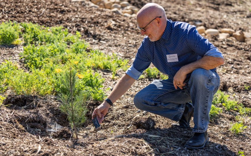 Santa Barbara Botanic Garden Gets New Grove of Ultra-Rare Pines