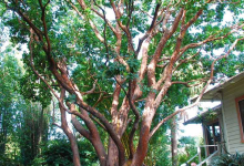 Did We Have to Cut Down 400 Trees to Get More Housing?