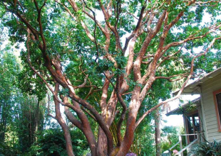 Did We Have to Cut Down 400 Trees to Get More Housing?