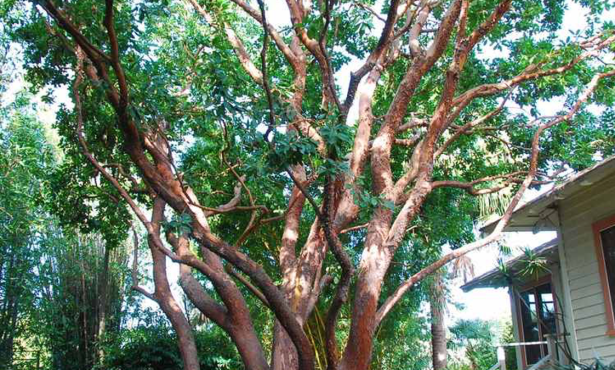 Did We Have to Cut Down 400 Trees to Get More Housing?