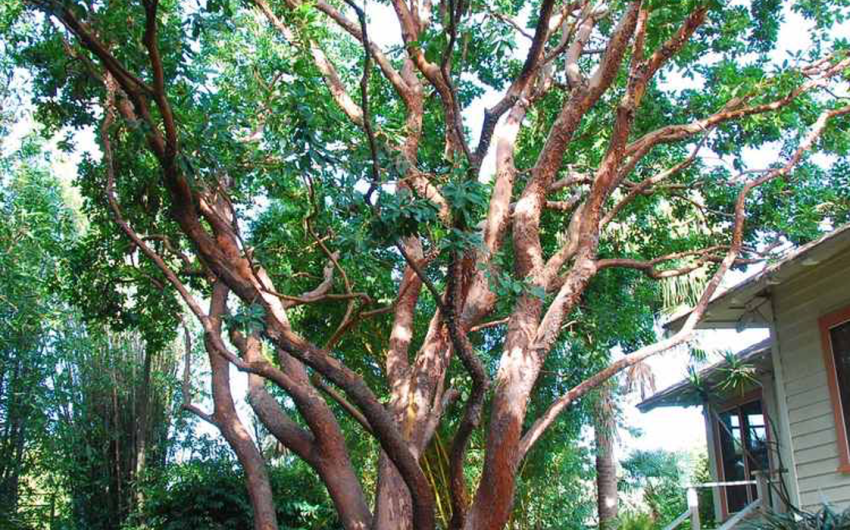 Did We Have to Cut Down 400 Trees to Get More Housing?