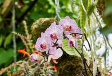 ‘Orchid Escape’ at Earl Warren
