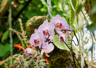 ‘Orchid Escape’ at Earl Warren