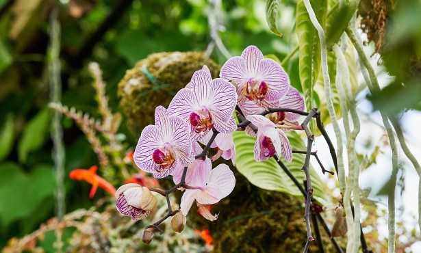 ‘Orchid Escape’ at Earl Warren