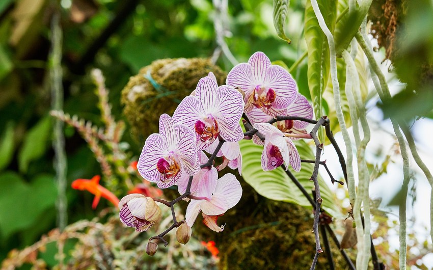 ‘Orchid Escape’ at Earl Warren