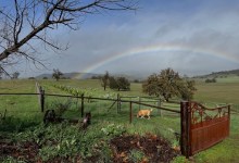California Agave Symposium Comes to Santa Barbara