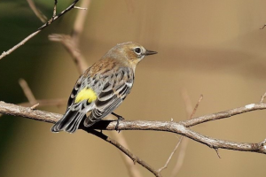 Celebrate Bird Month at the Garden with Santa Barb