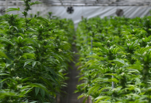 No Time Extensions on Cannabis Odor Scrubbers in Carpinteria Greenhouses