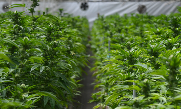 No Time Extensions on Cannabis Odor Scrubbers in Carpinteria Greenhouses