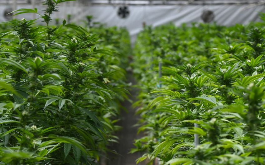 No Time Extensions on Cannabis Odor Scrubbers in Carpinteria Greenhouses