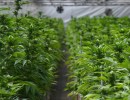 Santa Barbara Increases Cannabis Sales Tax Rate by 2 Percent
