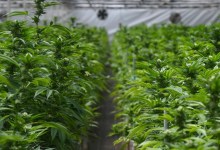 Santa Barbara Increases Cannabis Sales Tax Rate by 2 Percent