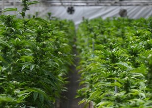 Santa Barbara Increases Cannabis Sales Tax Rate by 2 Percent