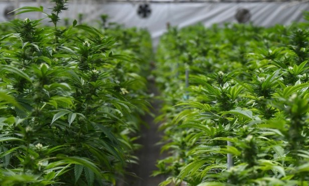 Santa Barbara Increases Cannabis Sales Tax Rate by 2 Percent